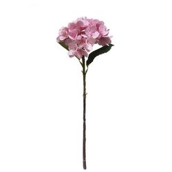 Hortensia Rosa