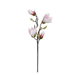 Magnolia Rosa