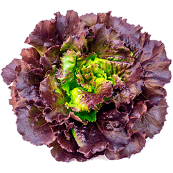 Lechuga Francesa 1 un.