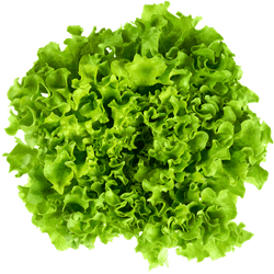 Lechuga Hidropónica Marina 1 un.