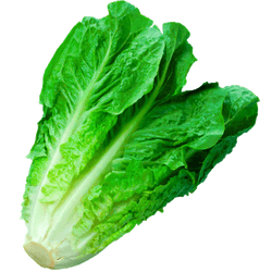 Lechuga Costina Orgánica Unid