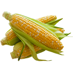 Choclo Americano 1 un.