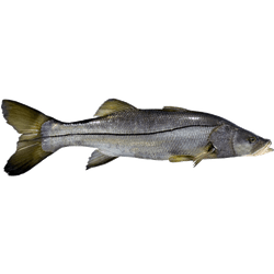 Robalo Entero Fresco Granel