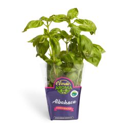 Albahaca Orgánica 1 un.