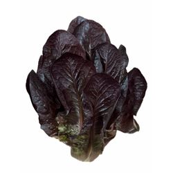 Lechuga Costina Morada