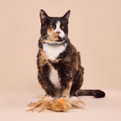 Juguete Gato Peluche con Catnip Pajarito