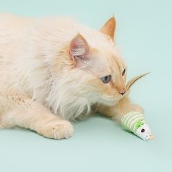 Juguete Gato Varita con Repuestos