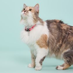 Collar para Gato Poliéster Flores