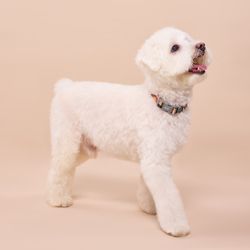 Collar para Perro Pro Poliéster con Semicírculos Talla S