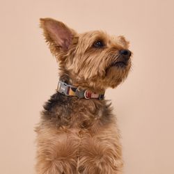 Collar para Perro Pro Poliéster con Semicírculos Talla M