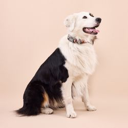 Collar para Perro Pro Poliéster con Semicírculos Talla L