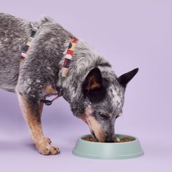 Arnés Pro de Poliéster con Semicírculos Talla M
