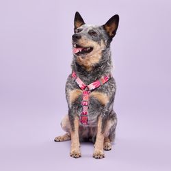 Arnés Pro de Poliéster con Flores Talla L