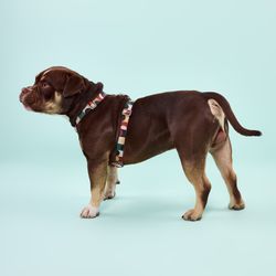 Arnés Pro de Poliéster con Semicírculos Talla L