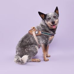 Arnés Pro Reflectante Café Talla S