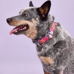 Collar para Perro Pro Poliéster con Flores Talla L