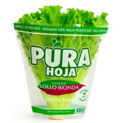 Lechuga Lollo Bionda Hidropónica 1 un.