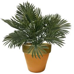 Palmera Sahara