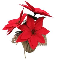 Ponsettia en Maceta Navidad