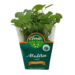 Planta Melisa Verde Aroma Orgánica