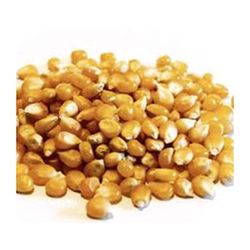 Maíz Curagua Granel