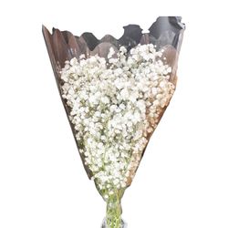 Ramo Gypsophilia